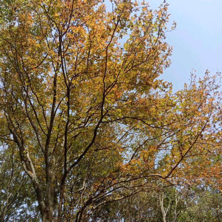 悦已
