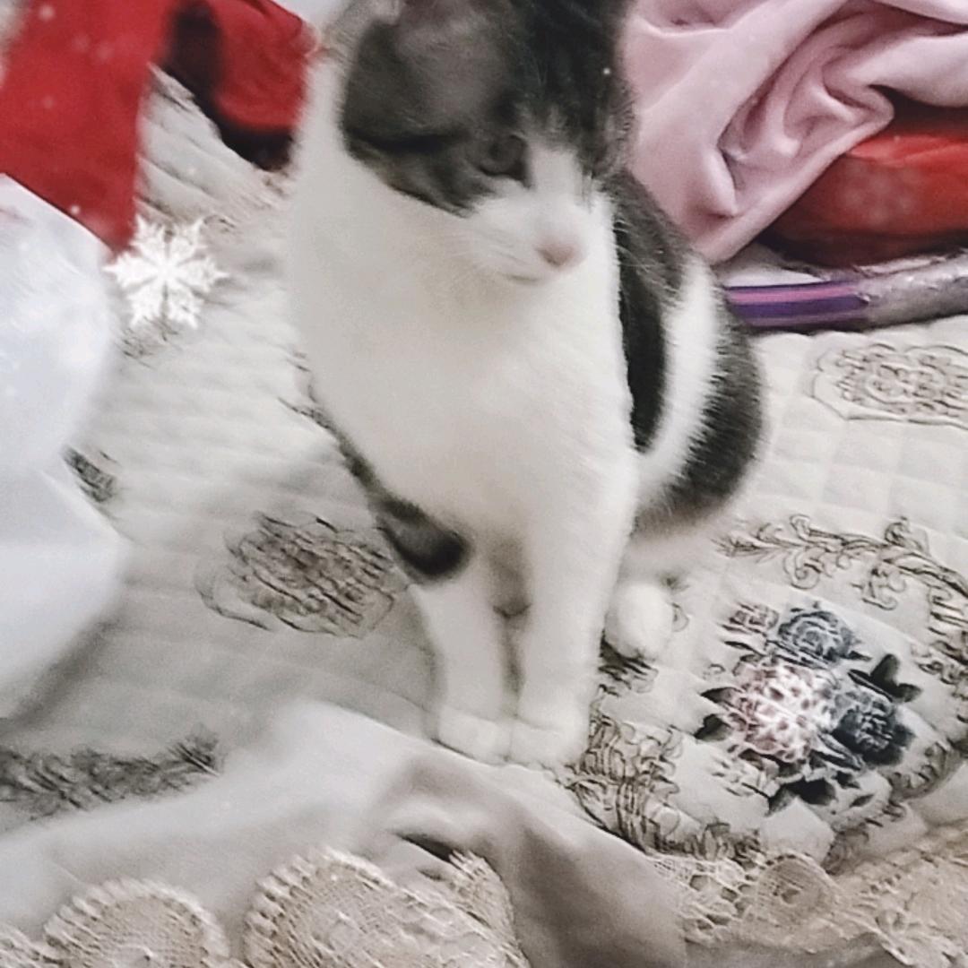翱翔