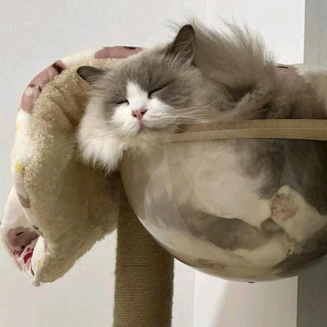 慕肆