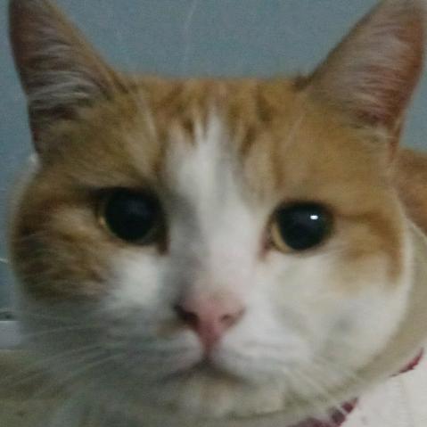 楊丽琴ꦿ