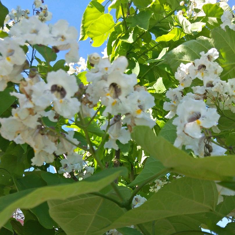 😘😡😂😓😭👎🌸🌺🌺