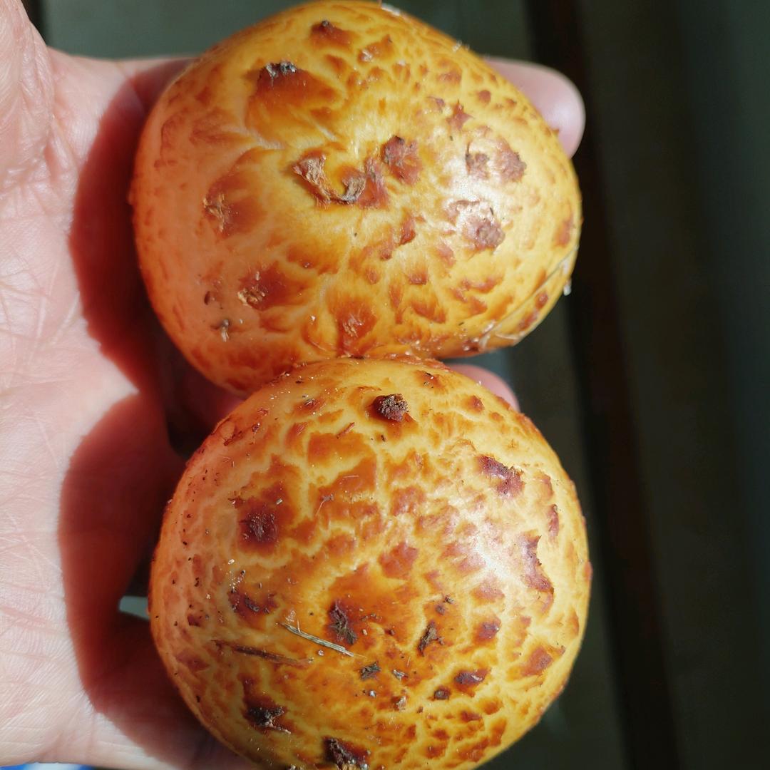 跑不快的大叔爱捡蘑菇