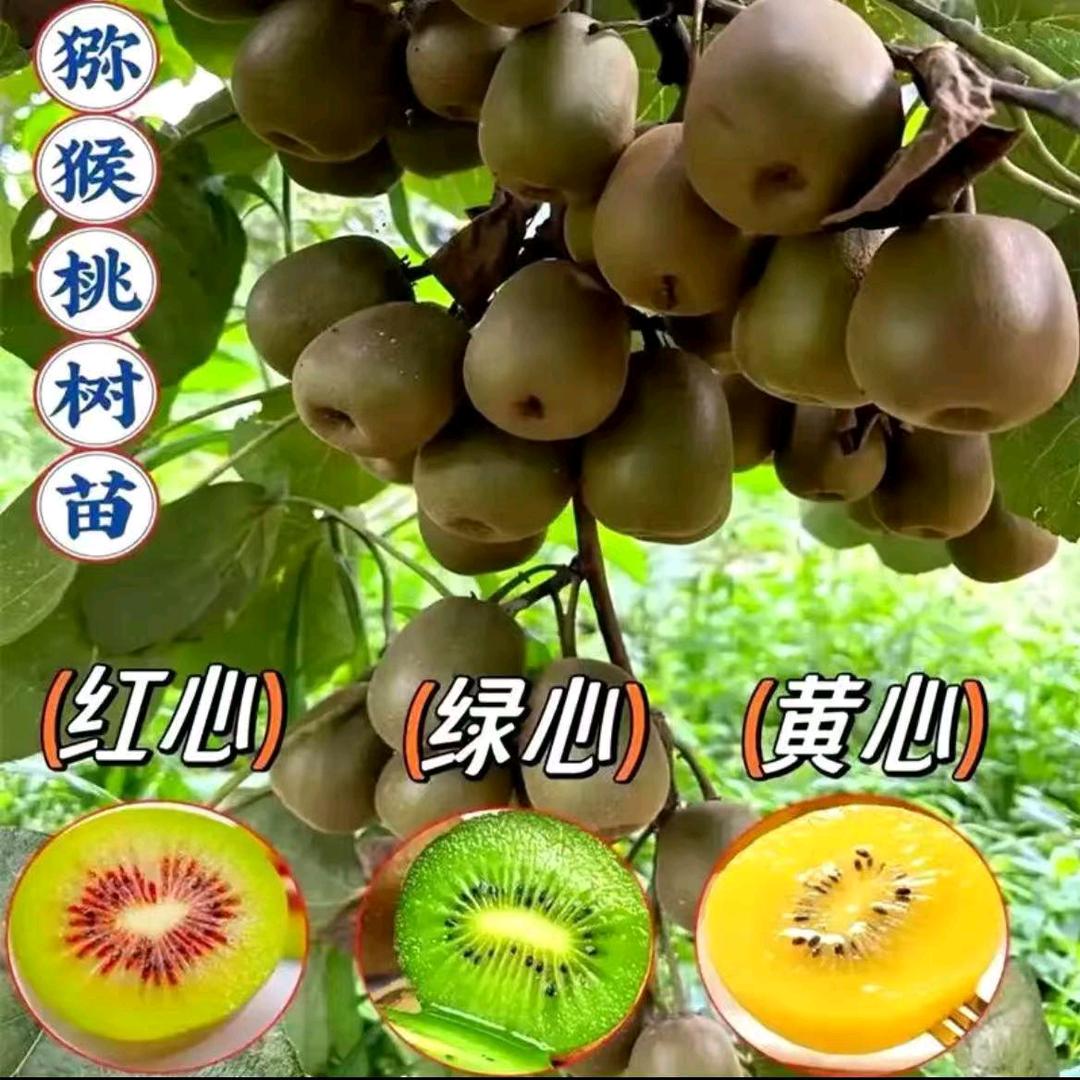 二巷专营店2号
