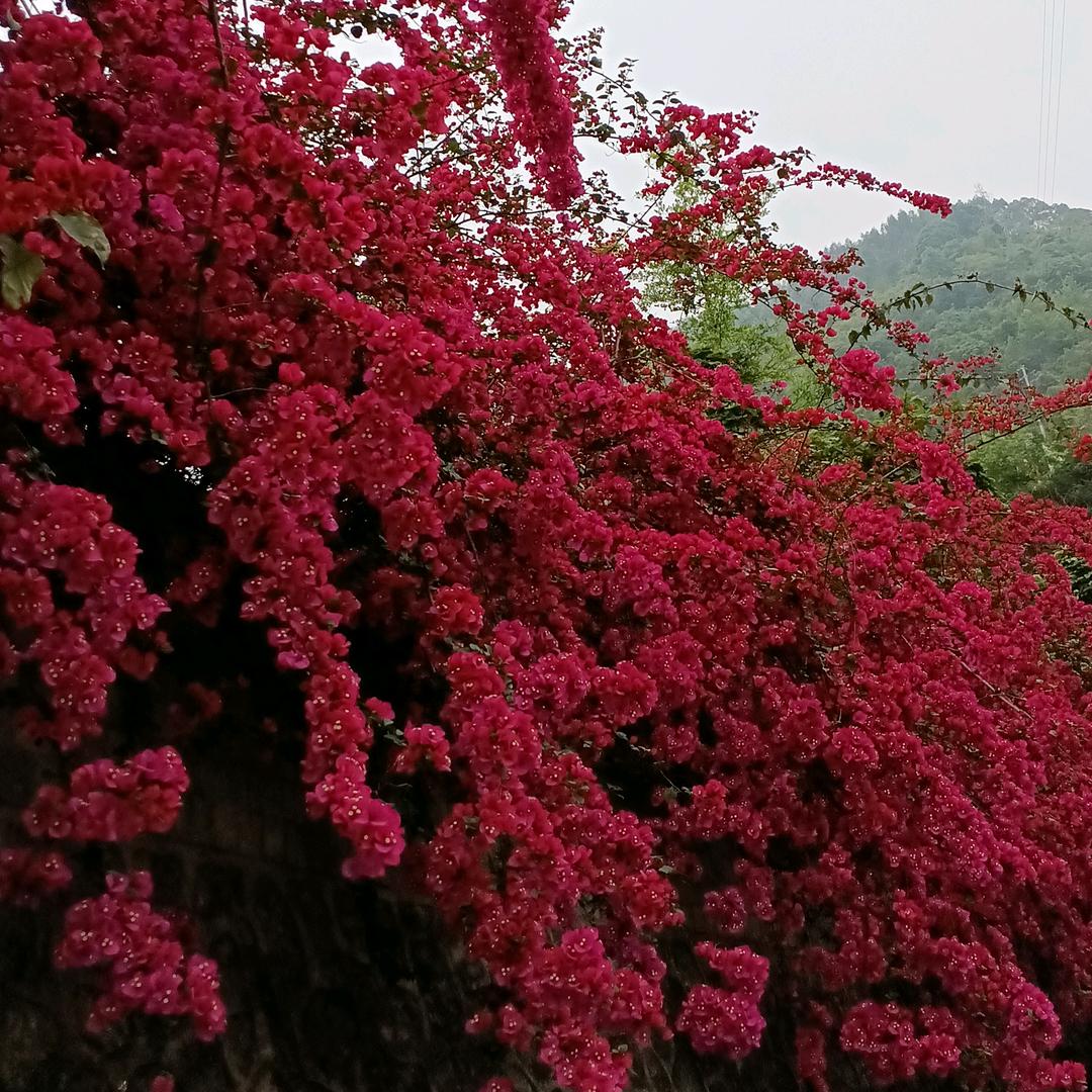 如来如愿
