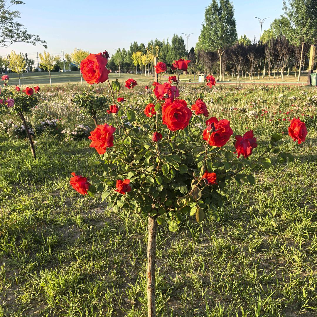 豫东苗商、凯玉