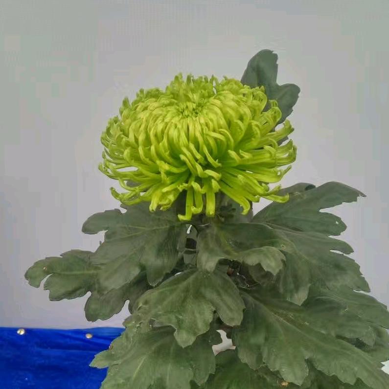 苒苒