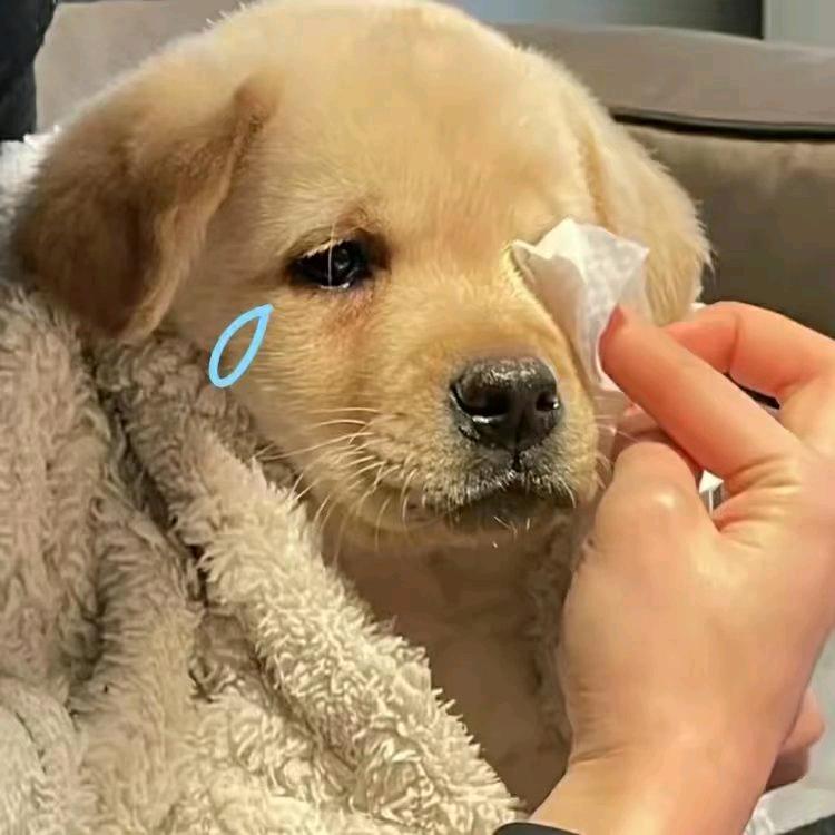 冰雪飞扬