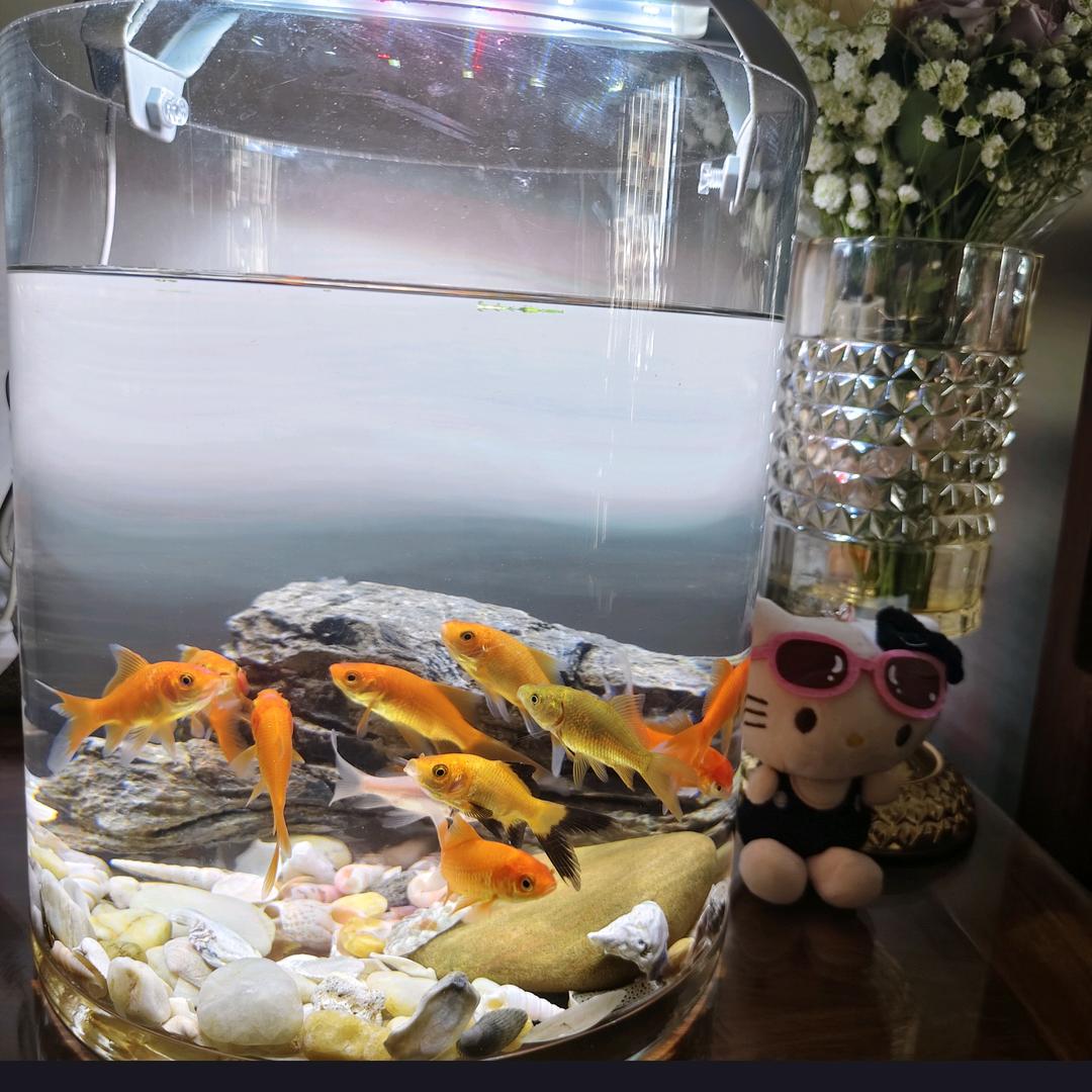 财神爷的宝贝儿