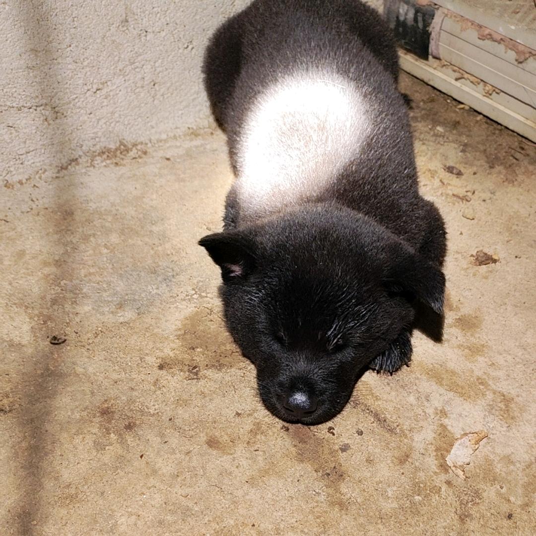 陈仔《猎狗🐶娱乐部》