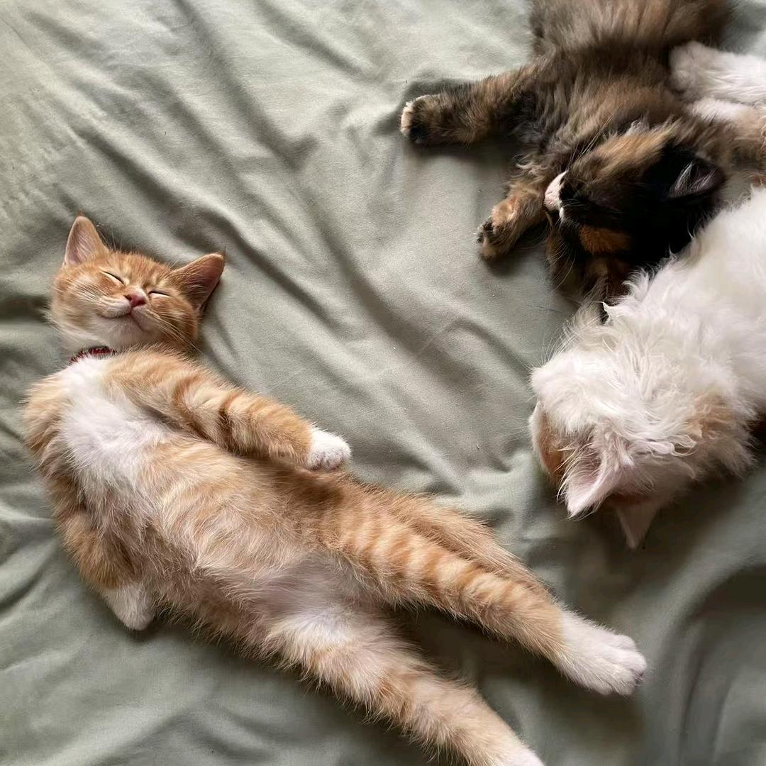 我是一个毛绒控🐱