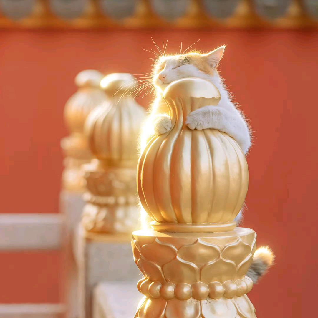 玩摄影的兔斯基