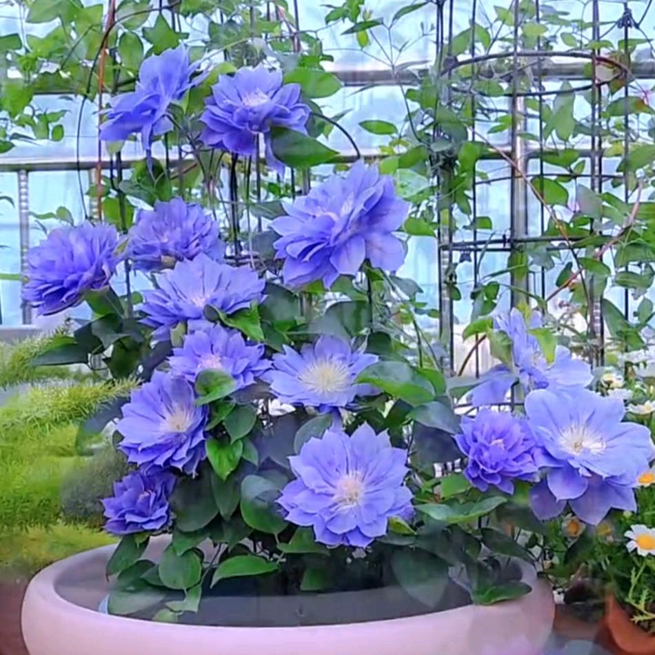 银河系花卉园艺