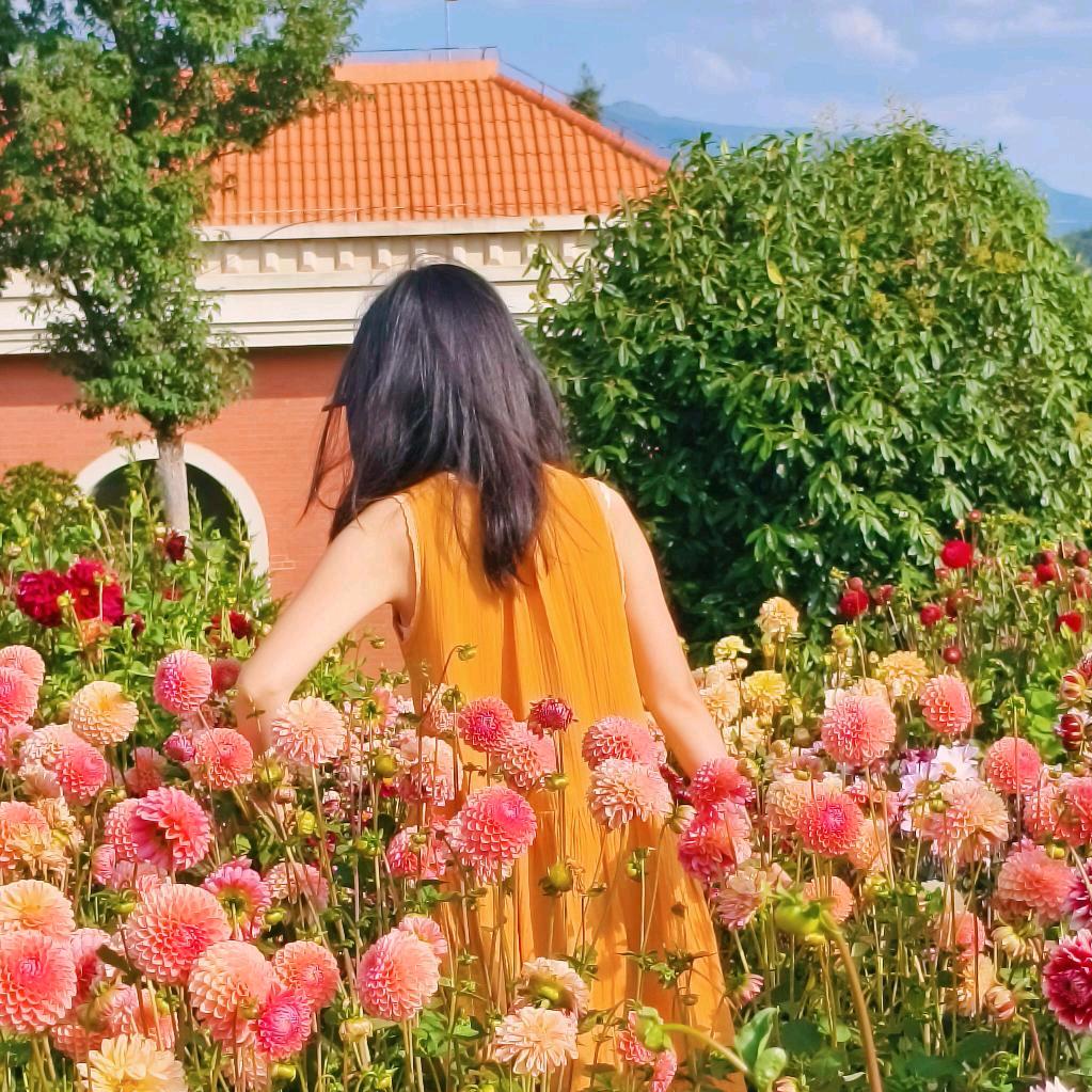 捧一束野菊*🌼