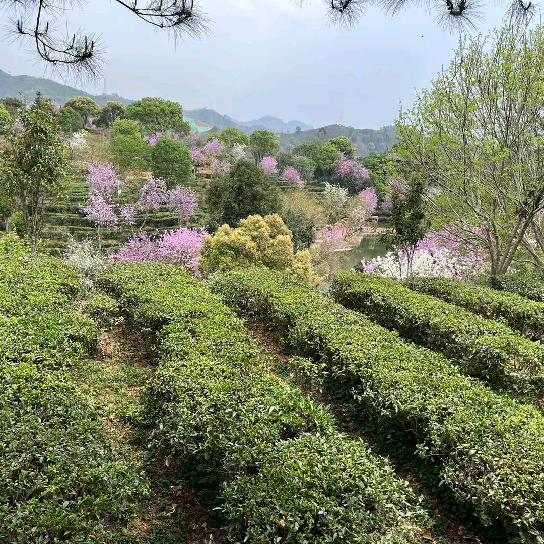爱六堡