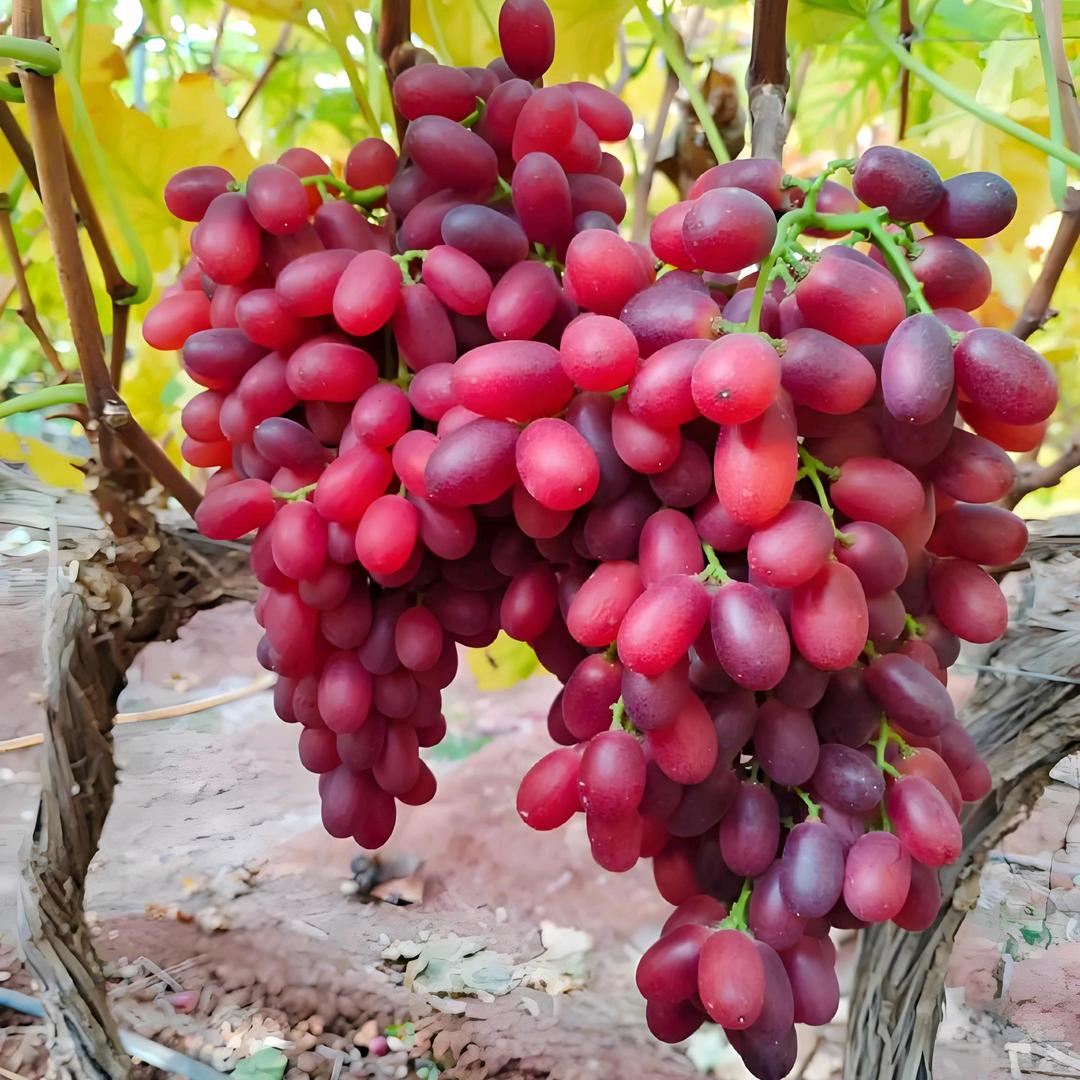 初心农副产品臻选