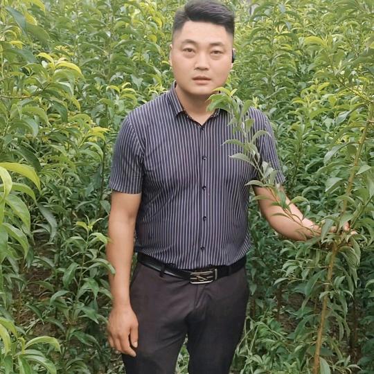 关岭黎源六合园艺苗圃场专营店