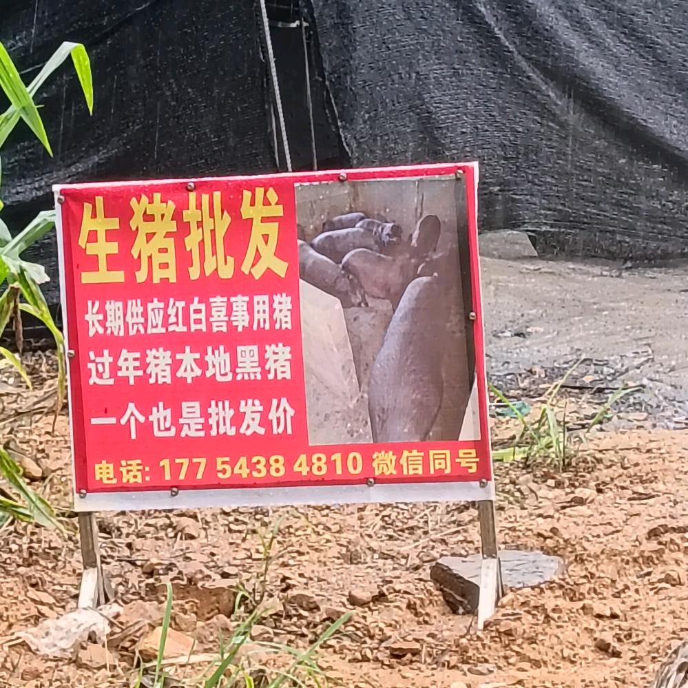 大小生猪交易