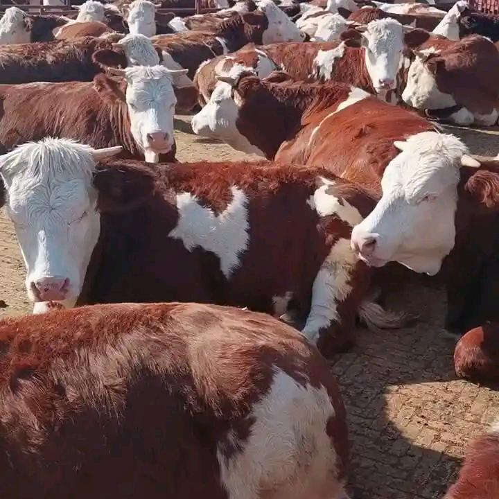 富强牧业四川浩哥在张北