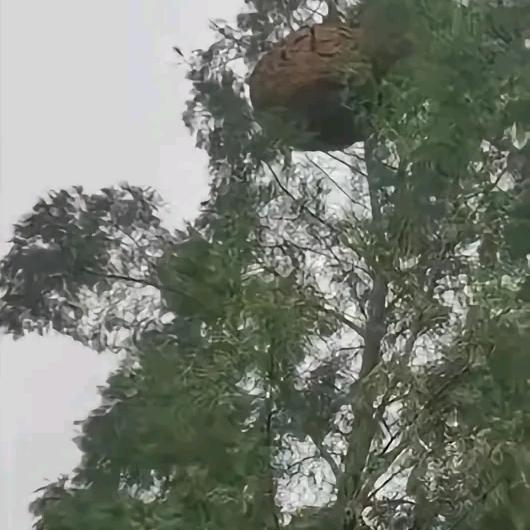 三分天注定