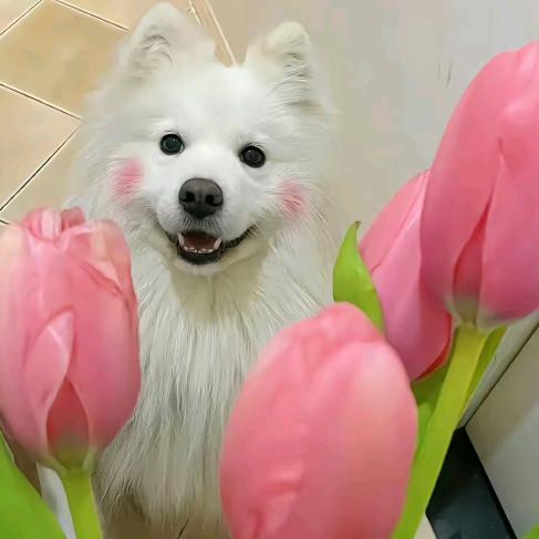 晓瑶宠物用品