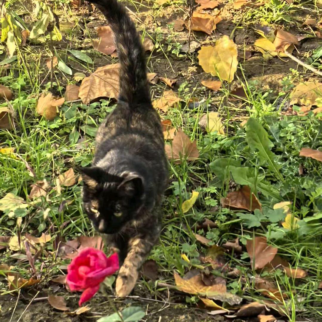 运院小动物帮帮队（禁止🚫喂猫条）