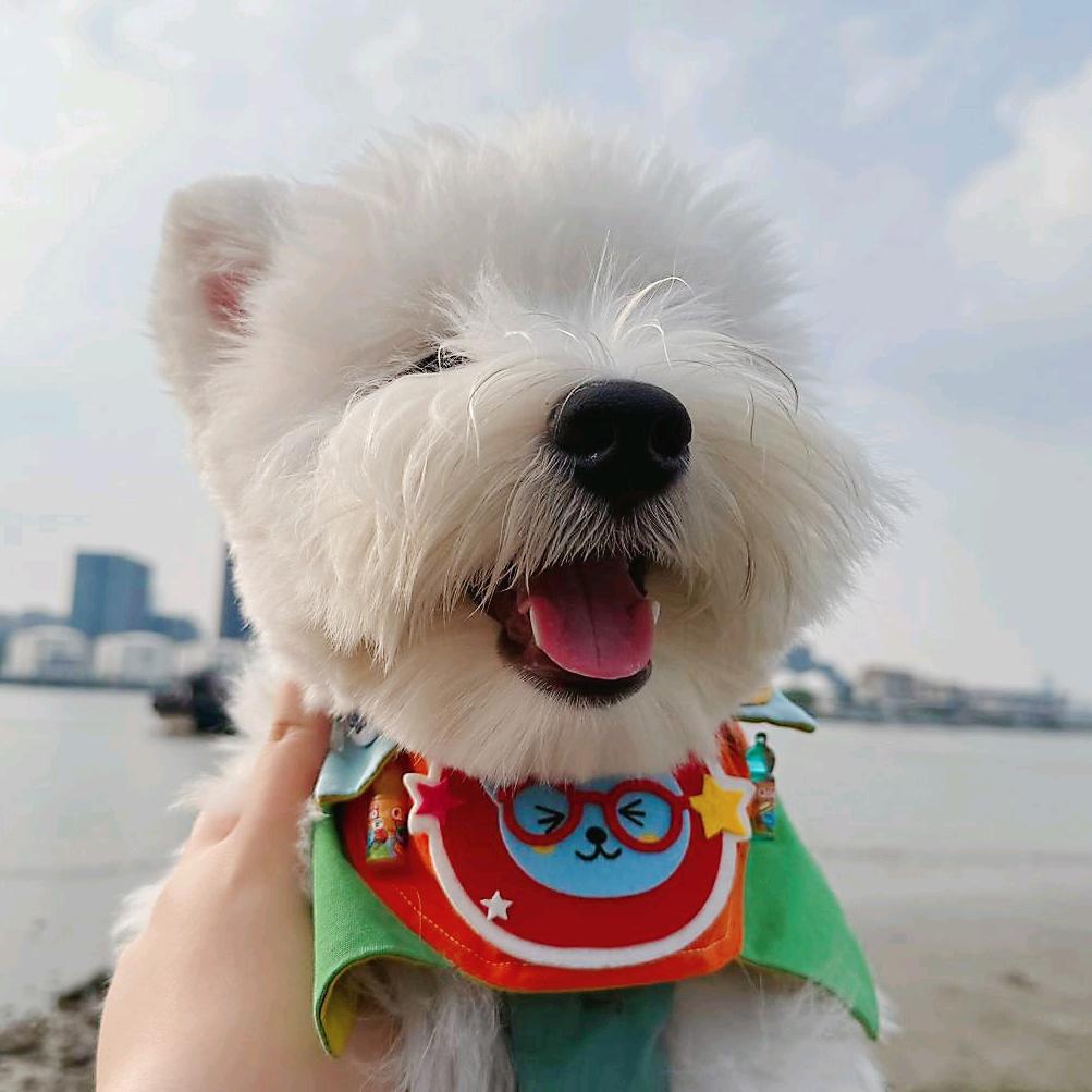 鱼子酱真犟