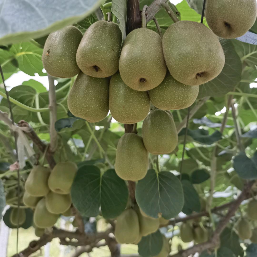 青柠檬