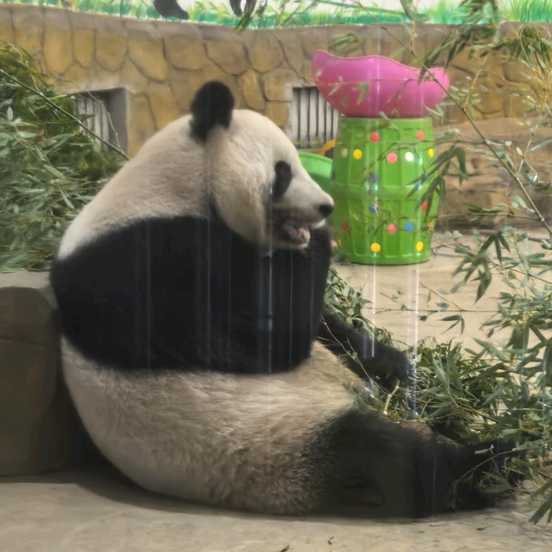 玲珑骰子安红豆