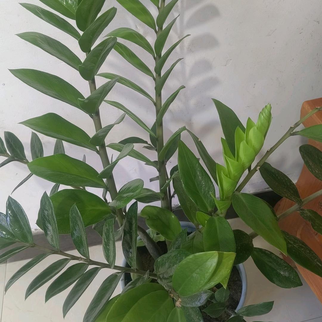 易鸣惊人