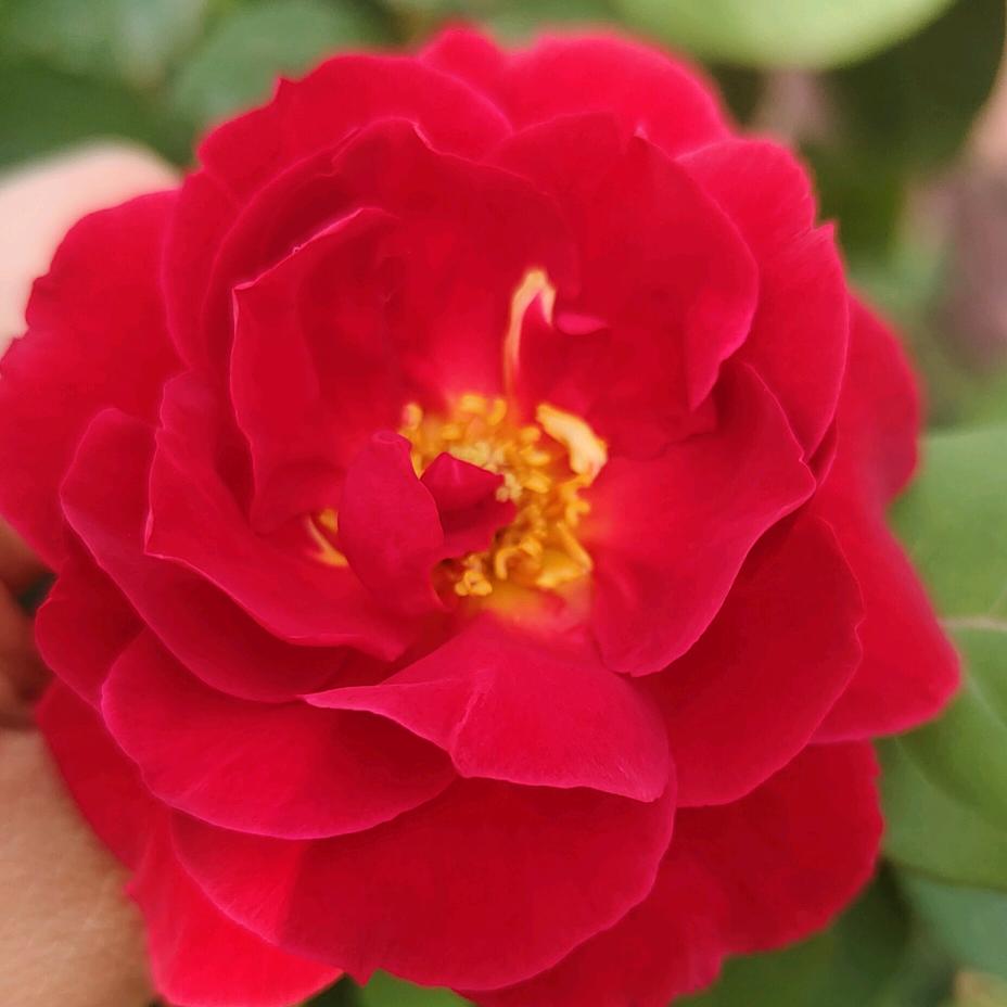 芳心摆摊日记
