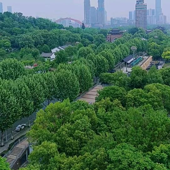 青稞酒