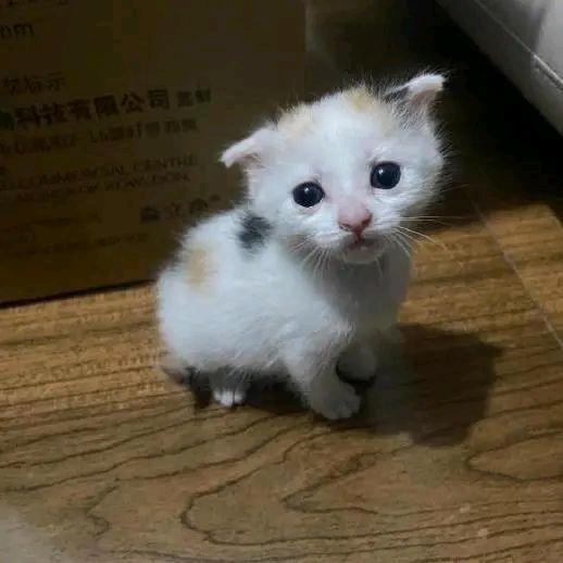🐾