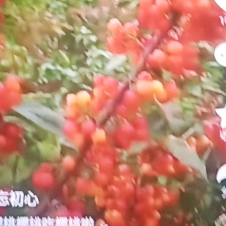 阳光下的芬芳