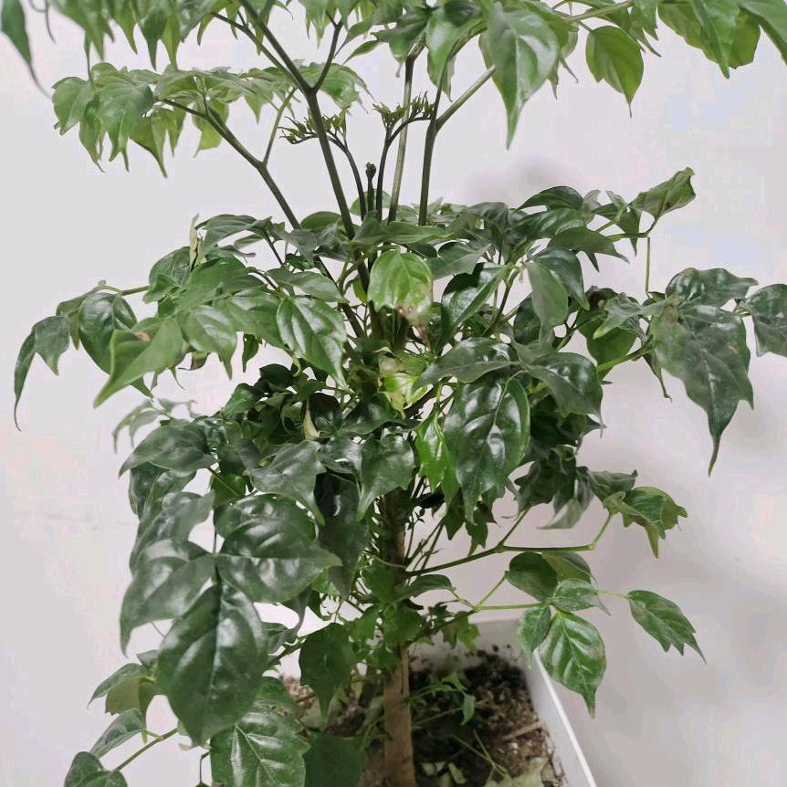 踏清风