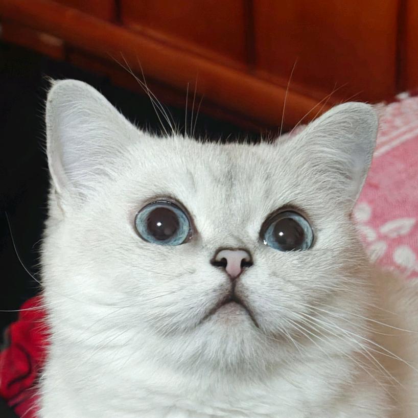 故凡子