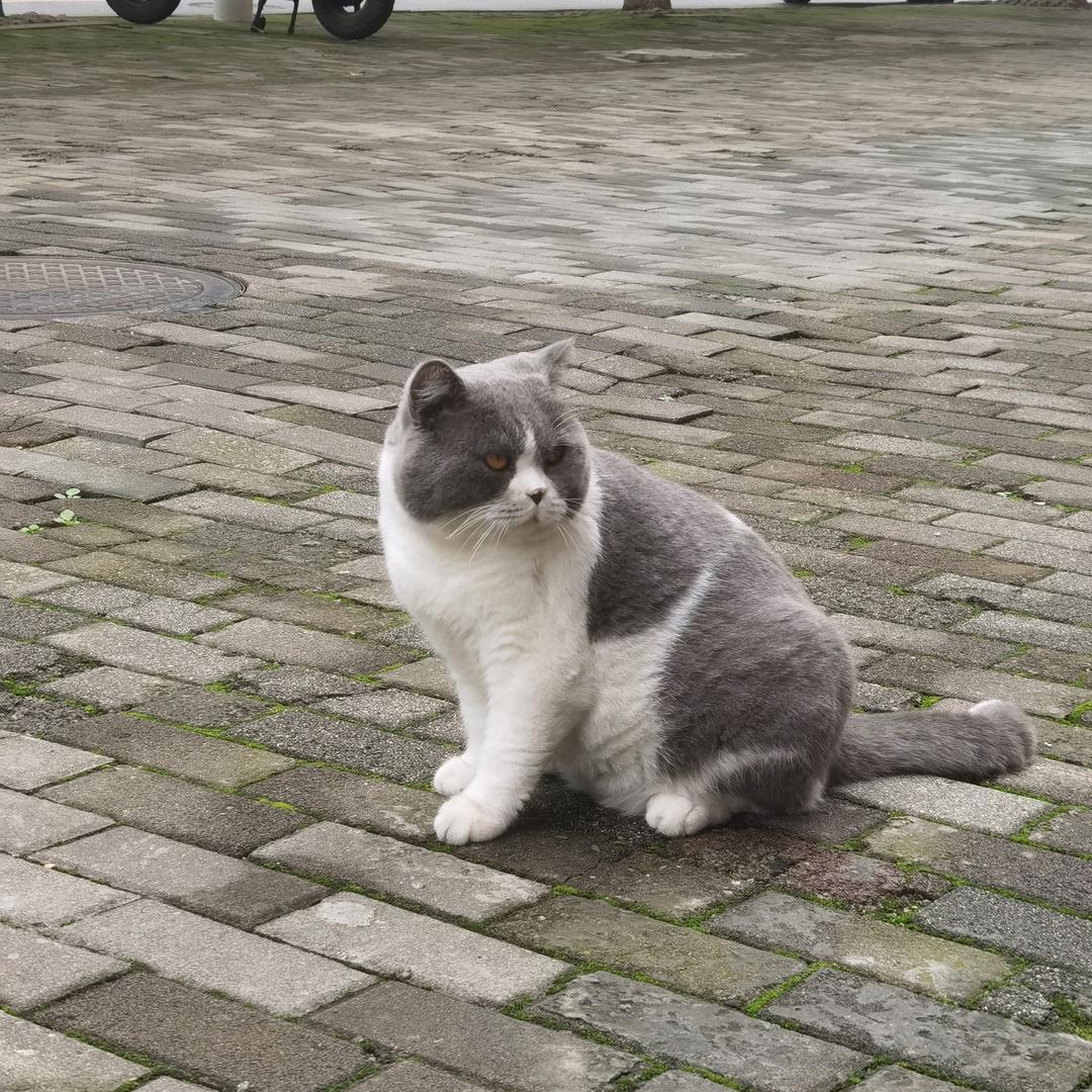 莫想那么多欧拉