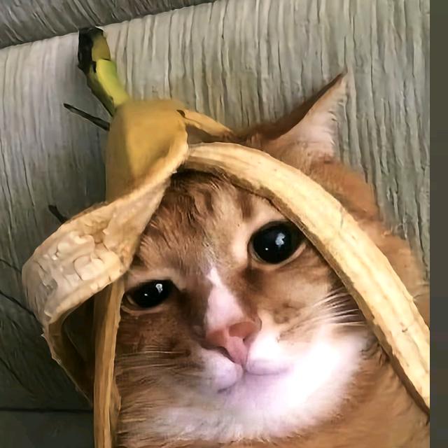 不想养二蛋