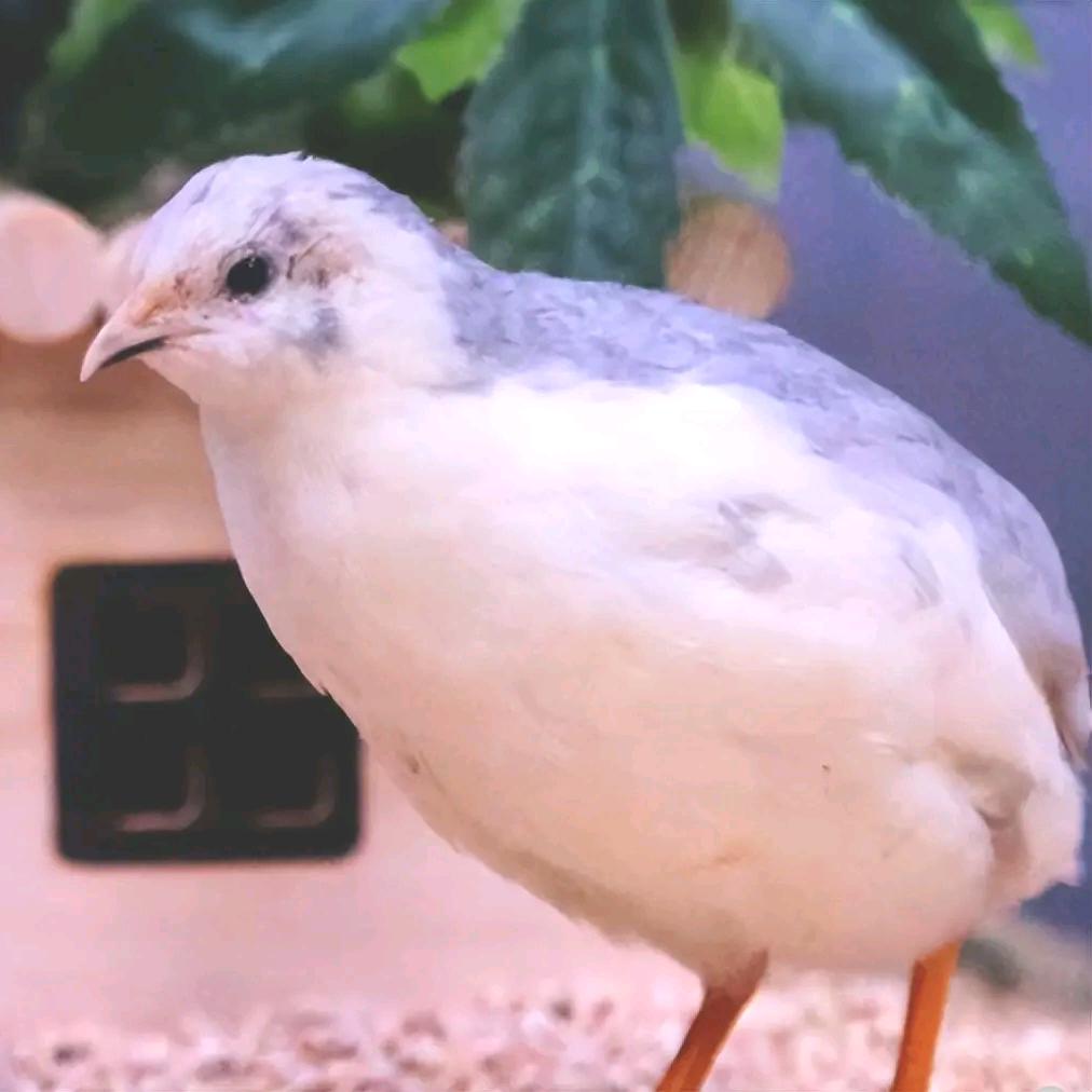 豫见芦丁鸡（宠物鸡）