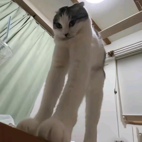 lee