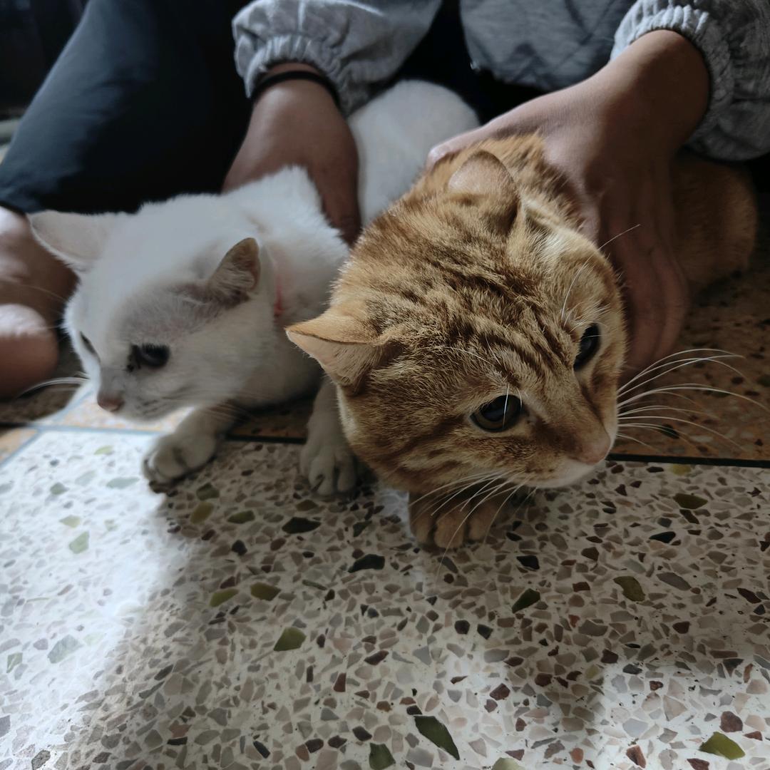 小林丶