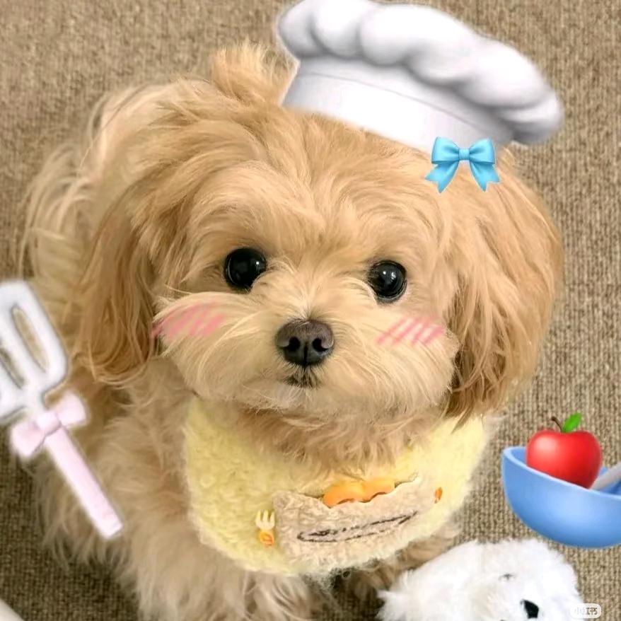 旺宅柴犬小周