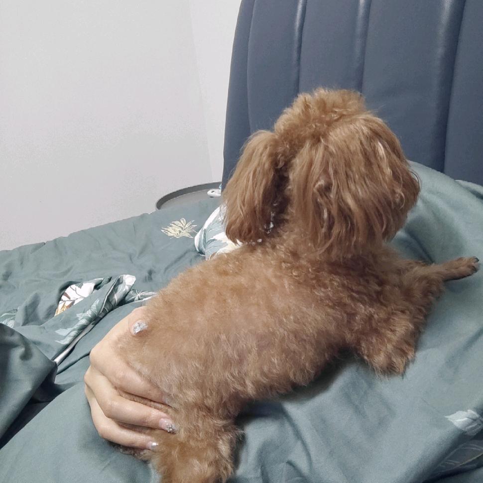 小小豆