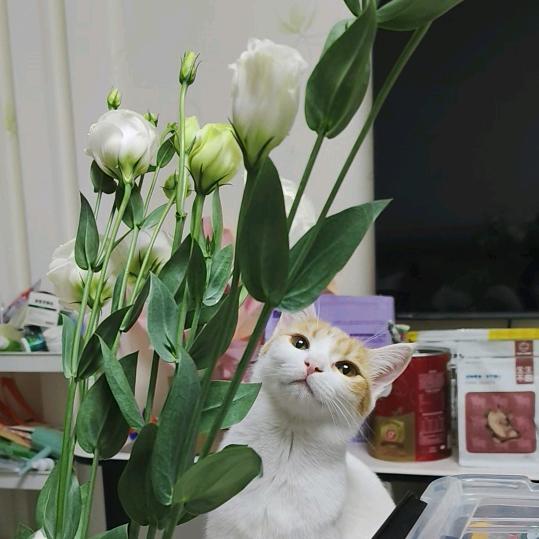 团个圆球当核桃🐈🐈🐈🐈