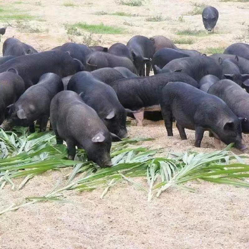🐷来自大山的养猪娃🐷