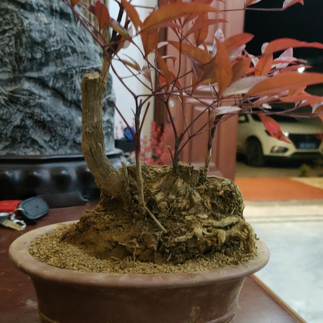 梧桐盆景