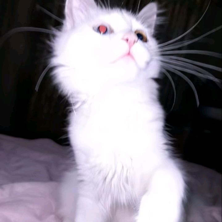 𝙂𝙐𝙏𝙎