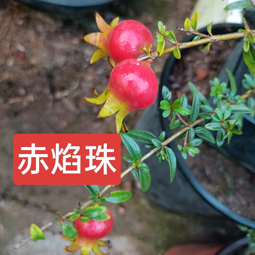 旺泉花卉盆景