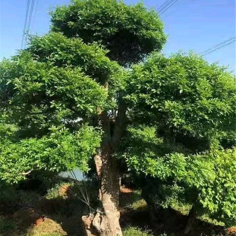 森林中的一棵大树