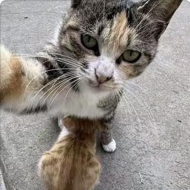 抓