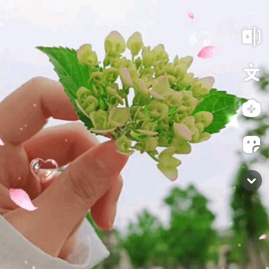 七妹@